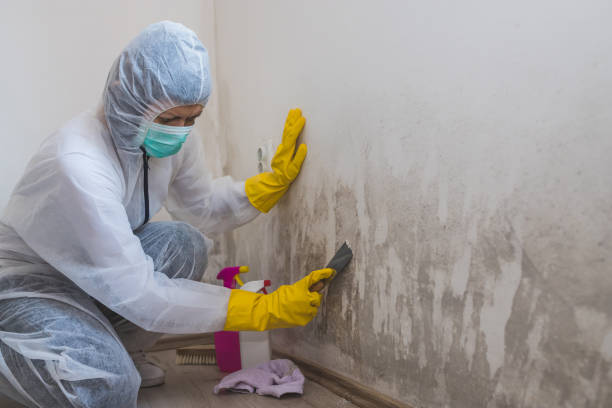 Certified Mold Removal in Green Meadows, OH