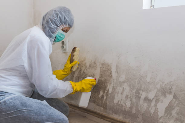 Best Local Mold Removal Service  in Green Meadows, OH