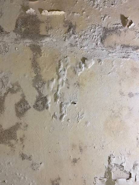 Best Emergency Mold Removal  in Green Meadows, OH