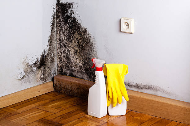 Best Residential Mold Removal  in Green Meadows, OH