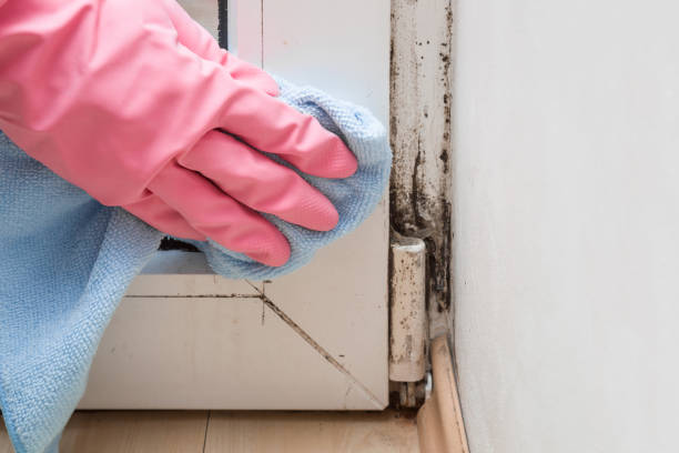 Best Toxic Mold Removal  in Green Meadows, OH