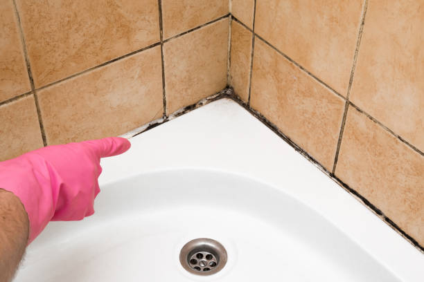 Best Commercial Mold Removal  in Green Meadows, OH